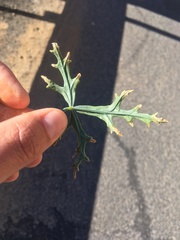 Cristaria multiflora