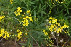 Senecio polyanthemoides