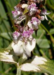Platostoma rotundifolium