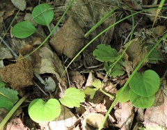 Pyrola asarifolia incarnata