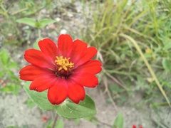 Zinnia peruviana