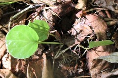 Pyrola asarifolia incarnata