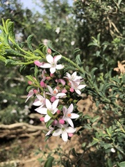 Philotheca verrucosa