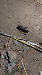 Mastigoproctus giganteus