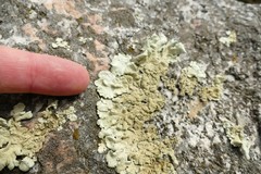 Flavoparmelia haysomii