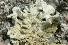 Flavoparmelia haysomii