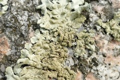 Flavoparmelia haysomii