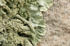 Flavoparmelia haysomii