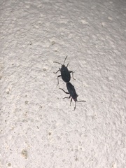 Melacoryphus rubicollis