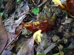 Zingiber oligophyllum