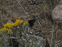 Cercyonis sthenele