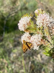 Taractrocera papyria agraulia