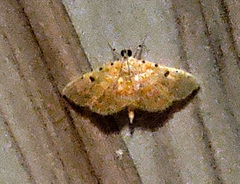 Notarcha aurolinealis
