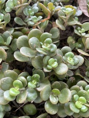 Sedum tetractinum