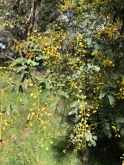 Acacia spectabilis