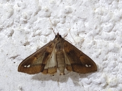 Diaphania fumosalis