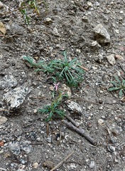 Ipomopsis aggregata bridgesii