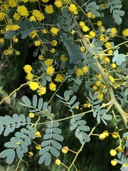 Acacia spectabilis