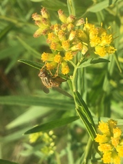 Parhelophilus divisus