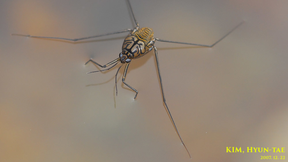 Metrocoris histrio