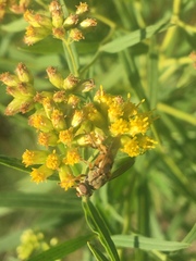 Parhelophilus divisus