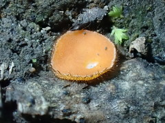 Scutellinia olivascens