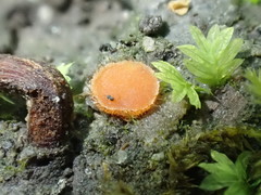 Scutellinia olivascens