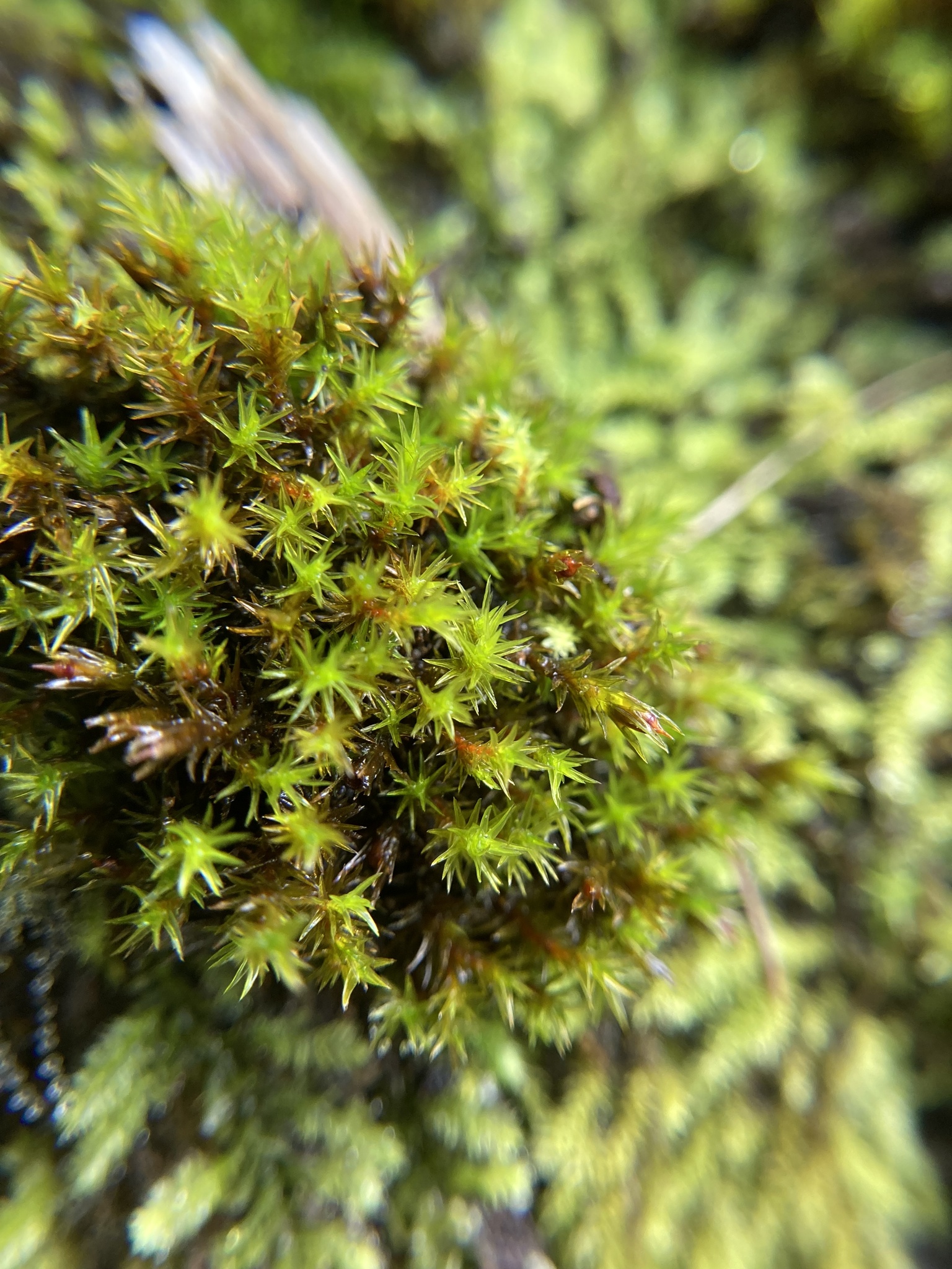 Schistidium apocarpum