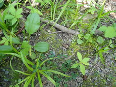 Scutellinia olivascens
