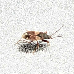 Eremocoris borealis
