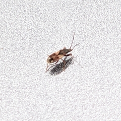 Eremocoris borealis