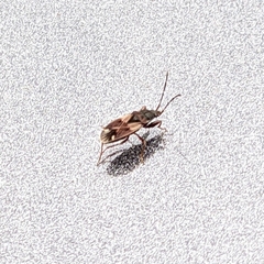 Eremocoris borealis