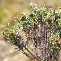 Oedera fruticosa