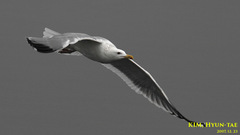 Larus argentatus mongolicus
