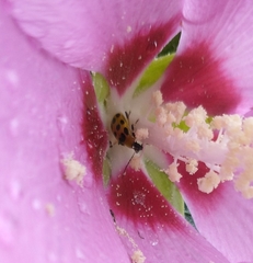 Diabrotica undecimpunctata