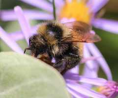 Bombus borealis