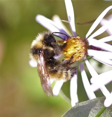 Bombus borealis