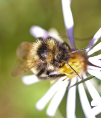 Bombus borealis