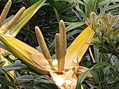 Freycinetia formosana