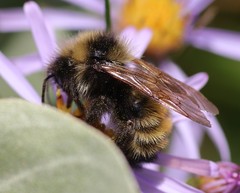Bombus borealis