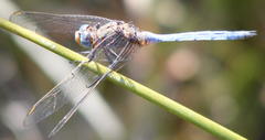 Orthetrum abbotti