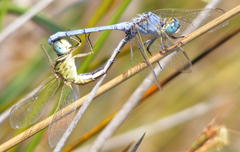 Orthetrum abbotti