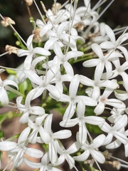 Pavetta australiensis