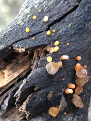 Heterotextus miltinus