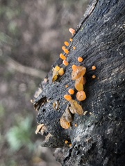 Heterotextus miltinus
