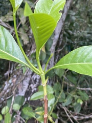 Pavetta australiensis