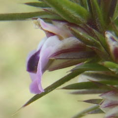 Muraltia ericifolia