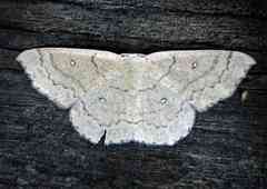 Cyclophora dataria