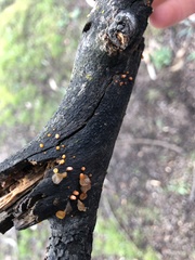 Heterotextus miltinus