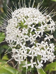 Pavetta australiensis